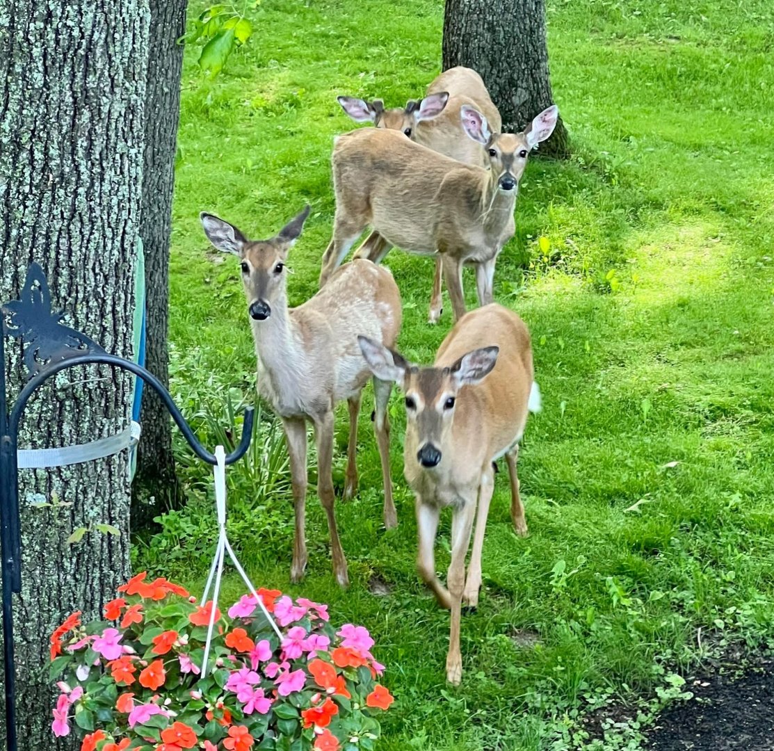 13 Birch Drive Property Photo 37