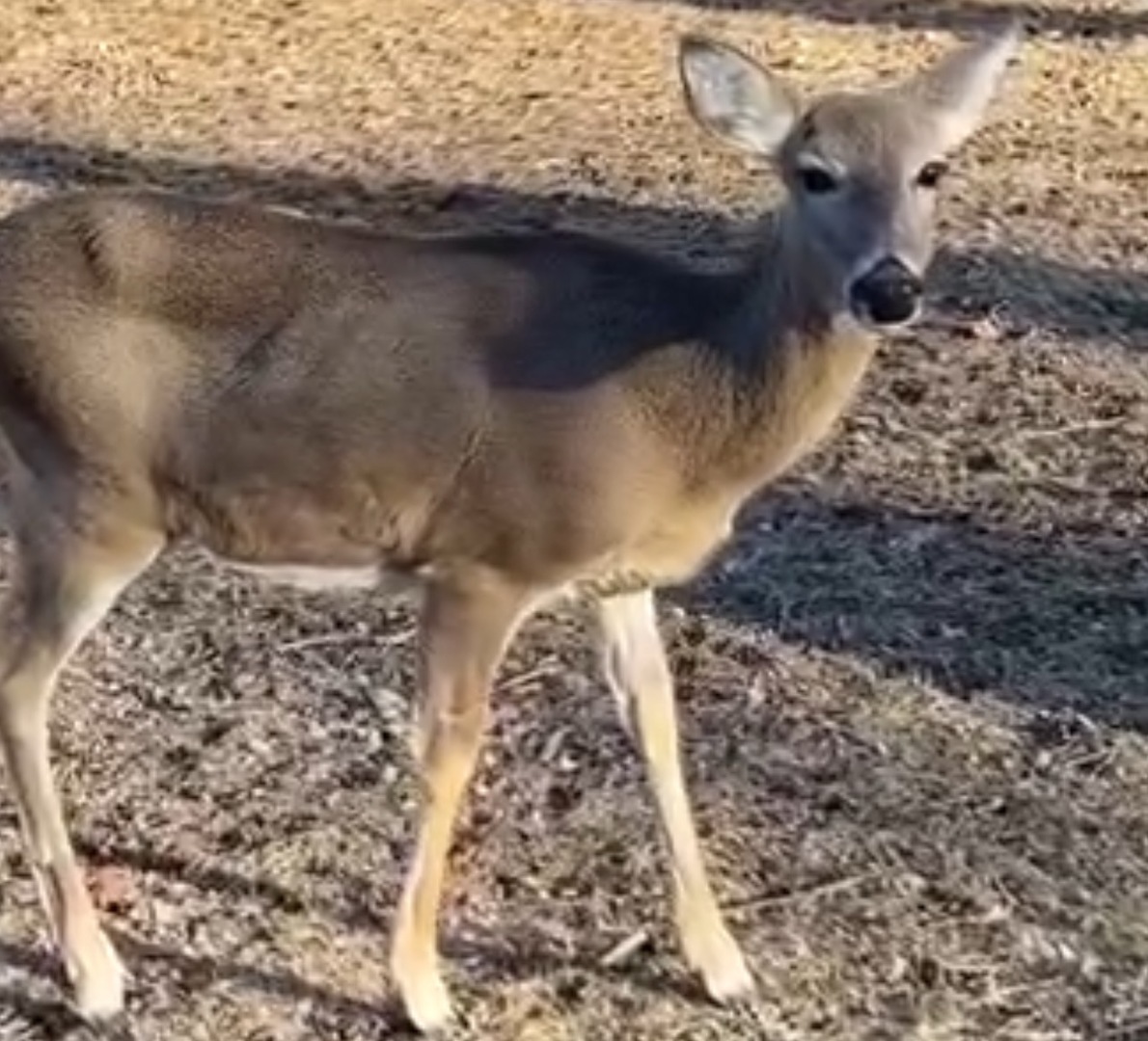 13 Birch Drive Property Photo 38