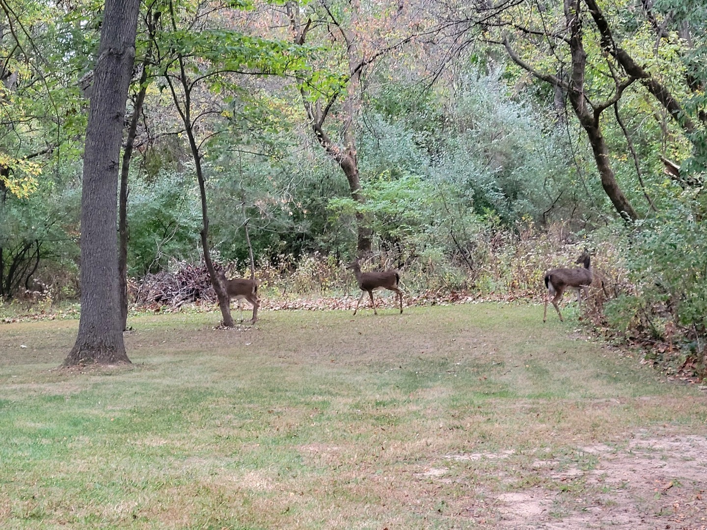 13 Birch Drive Property Photo 40