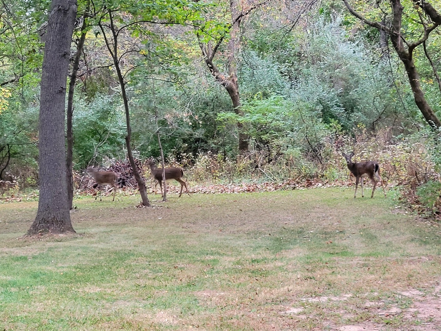 13 Birch Drive Property Photo 41