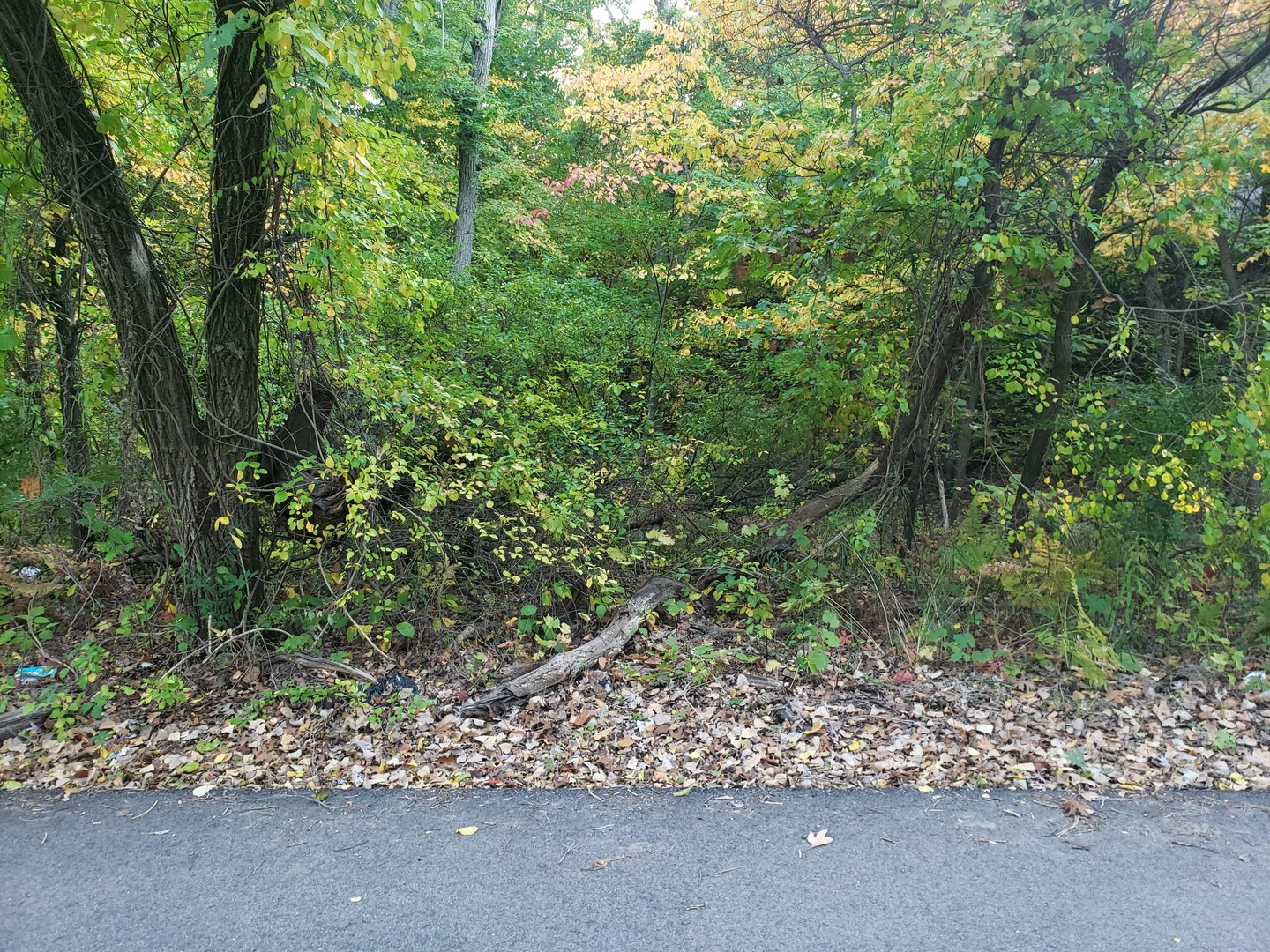 7411 Ash Avenue Property Photo 2