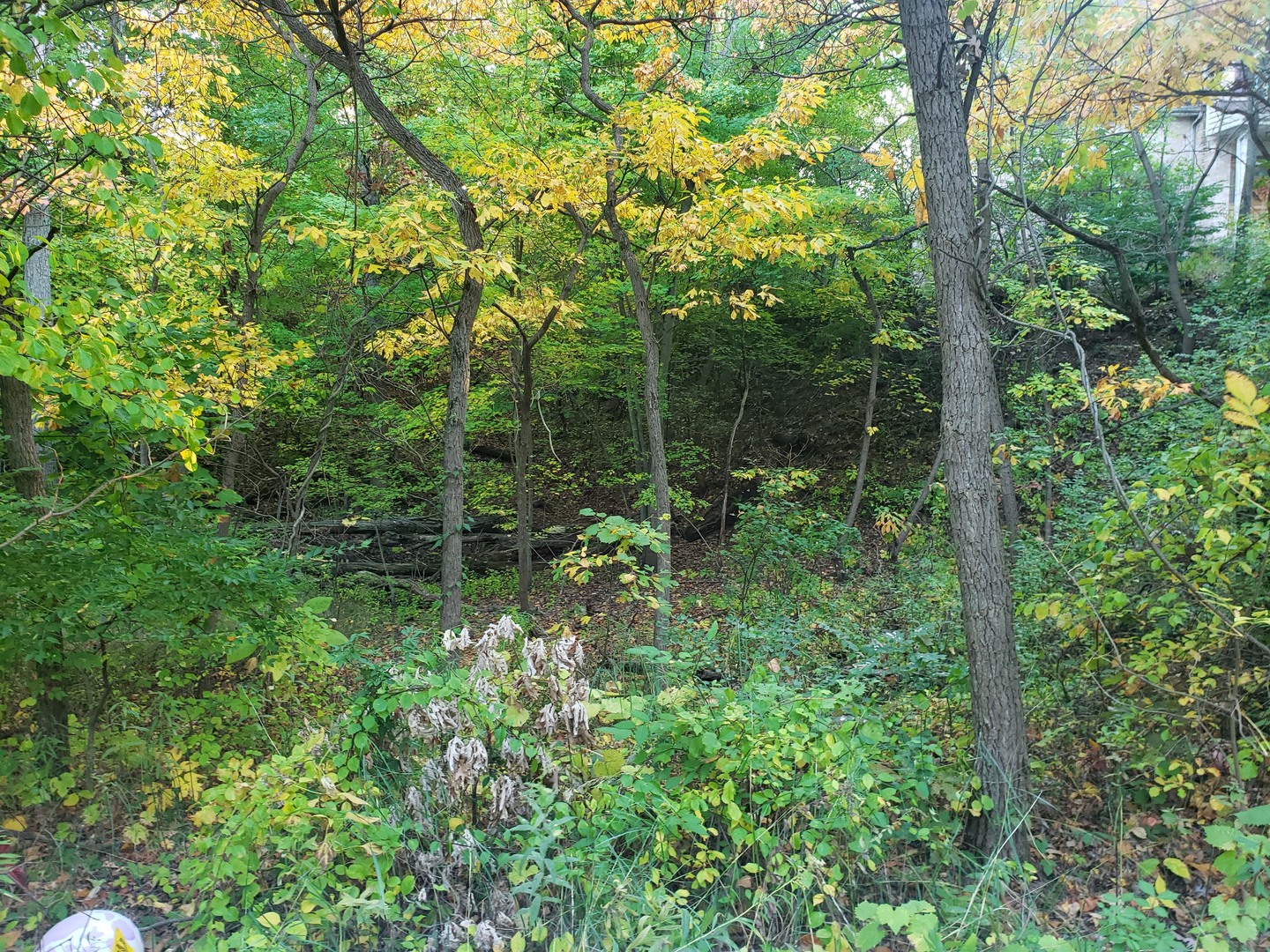 7411 Ash Avenue Property Photo 3