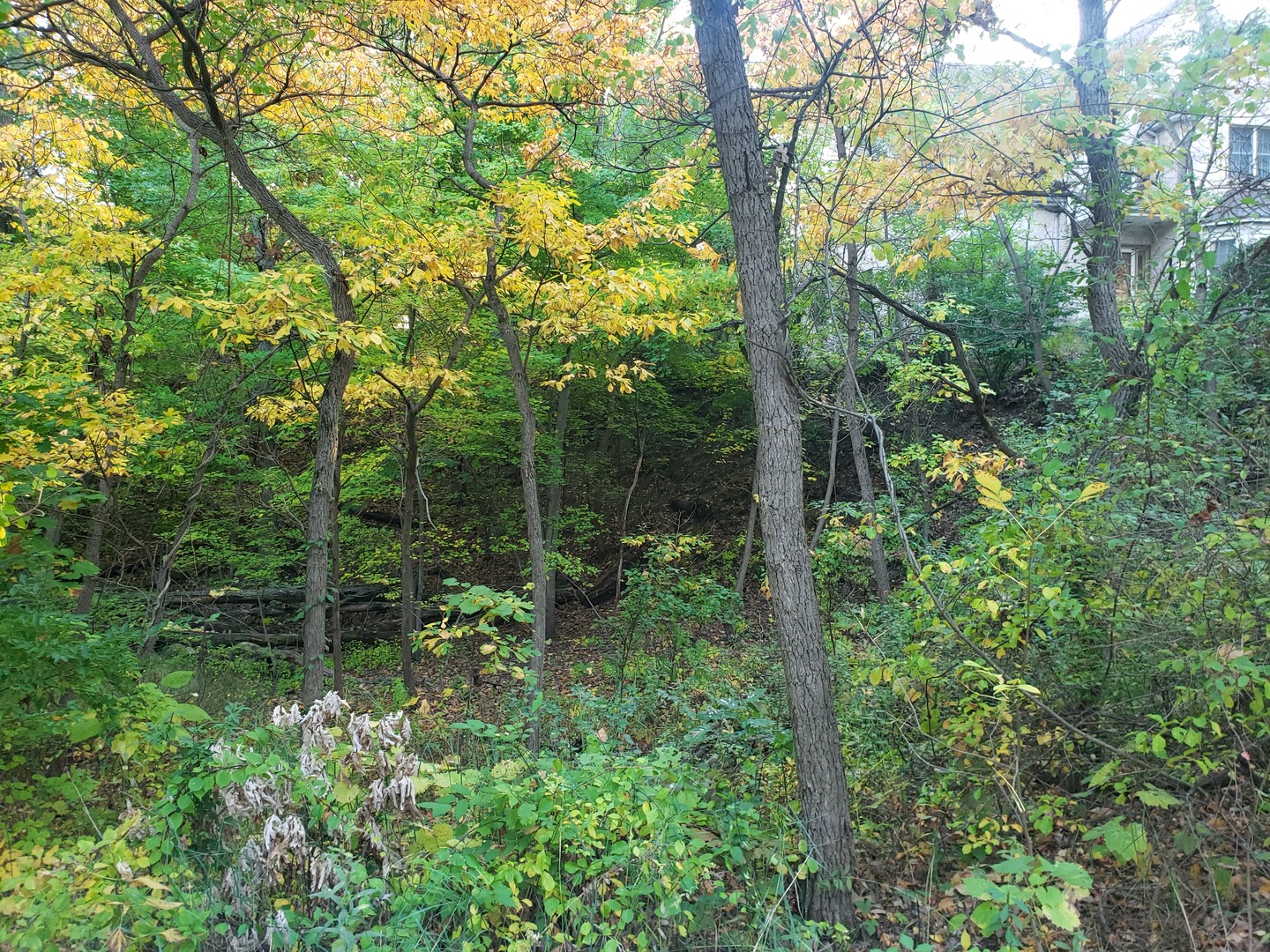 7411 Ash Avenue Property Photo 4