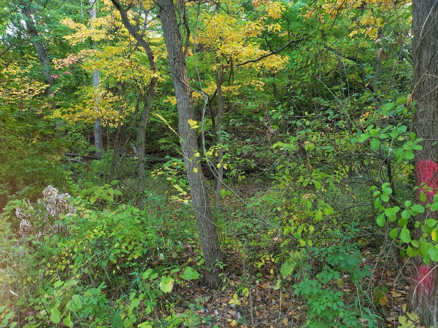 7411 Ash Avenue Property Photo 5