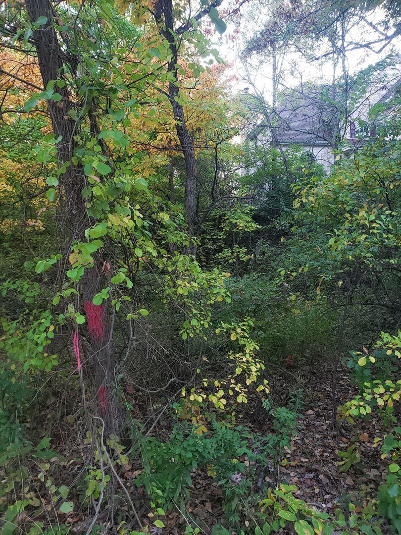 7411 Ash Avenue Property Photo 9