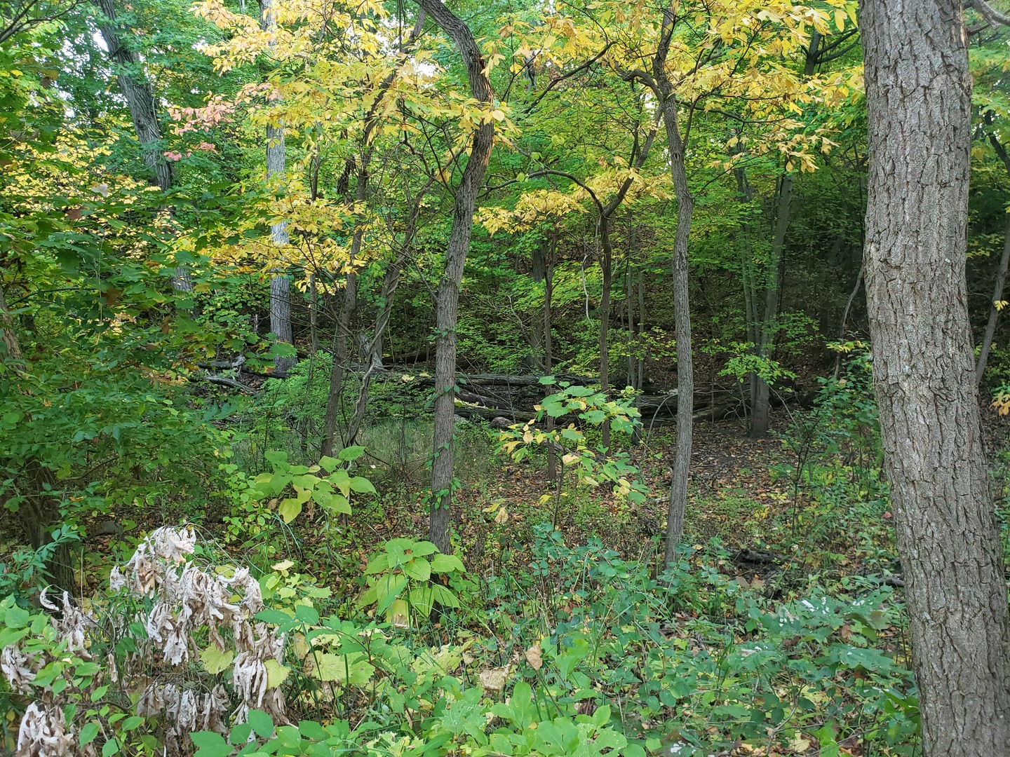 7411 Ash Avenue Property Photo 10