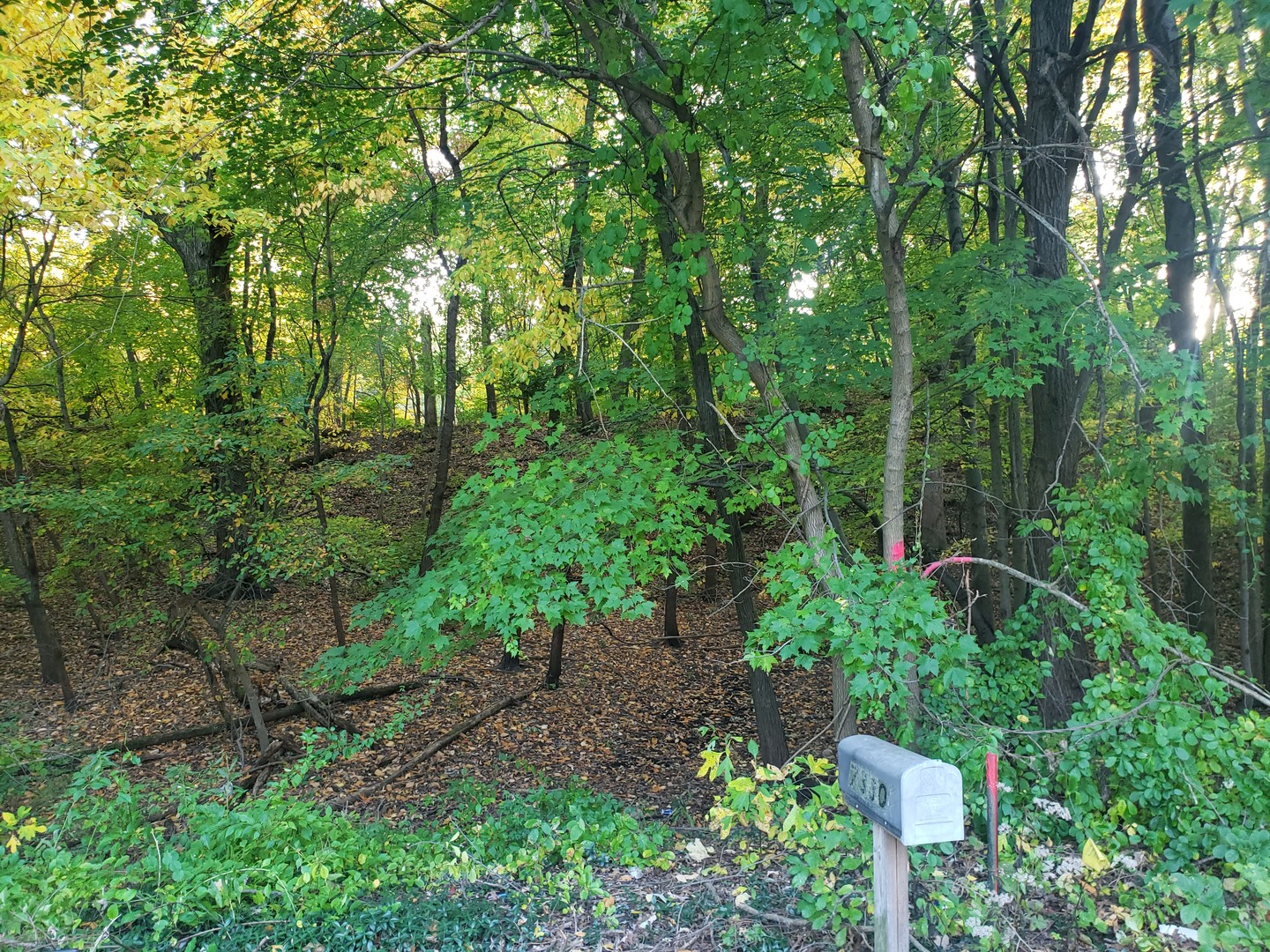 7321 Ash Avenue Property Photo 2