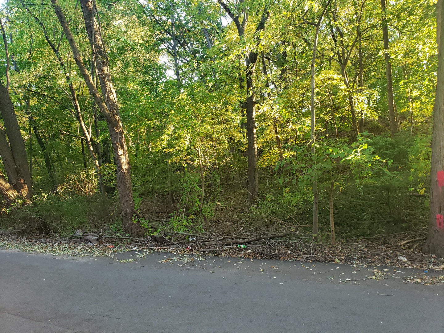 7321 Ash Avenue Property Photo 10