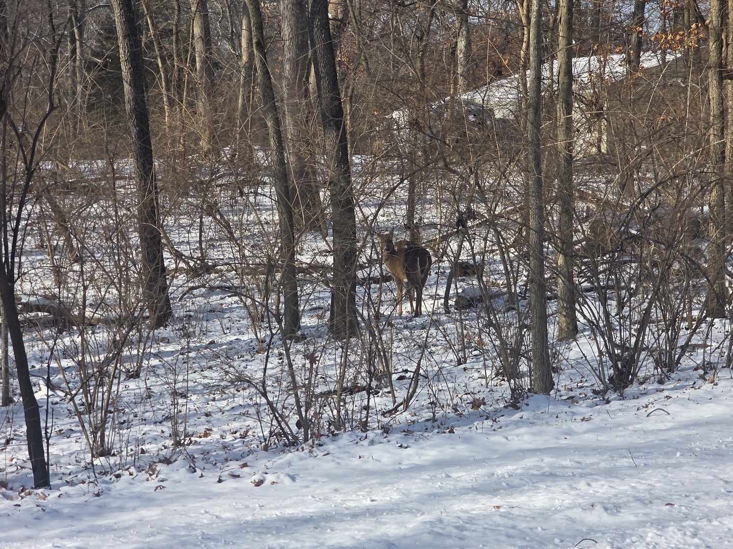110 W Fork Road Property Photo 3