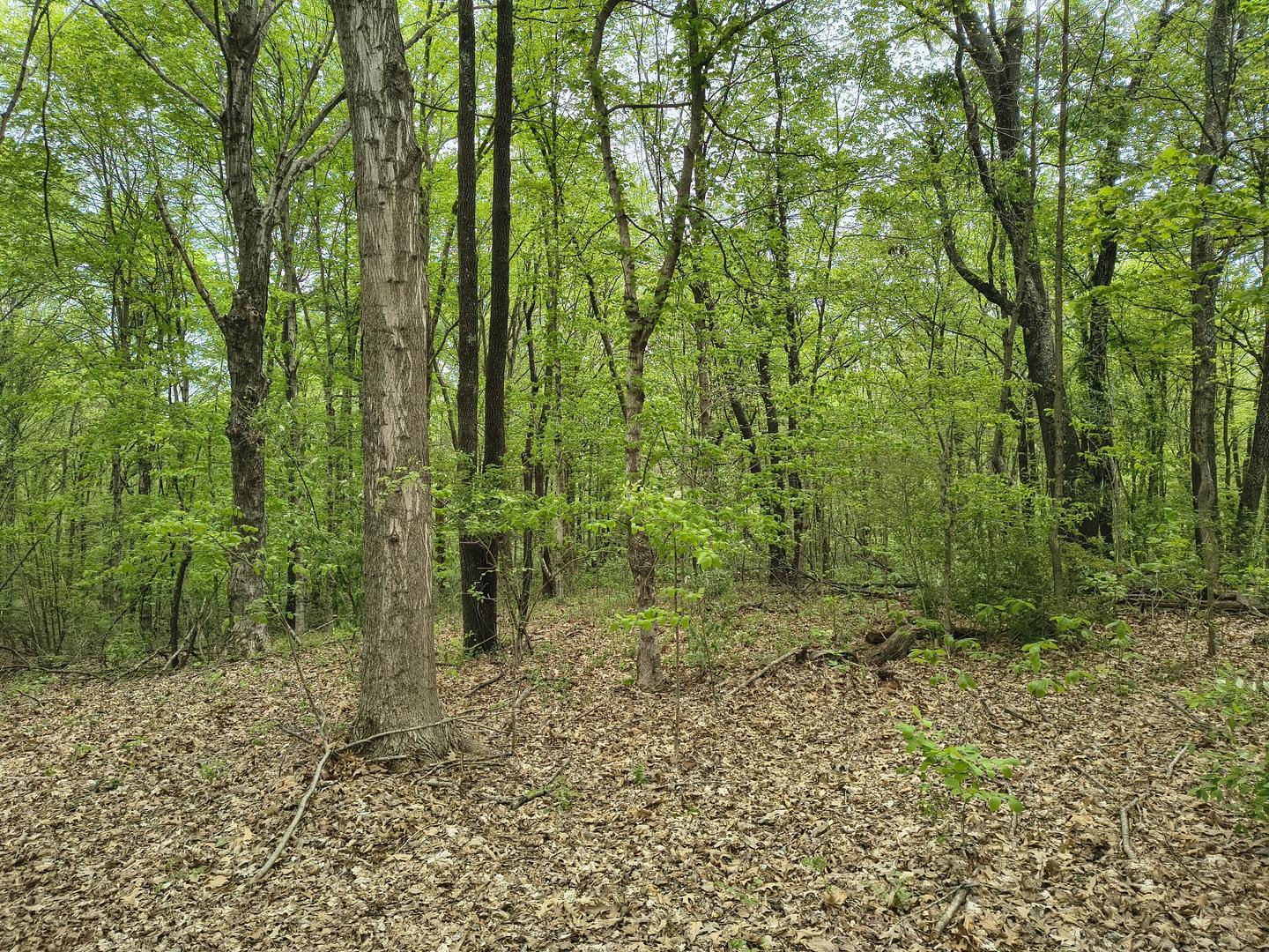 1875 Pleasant Woods Circle Property Photo 5