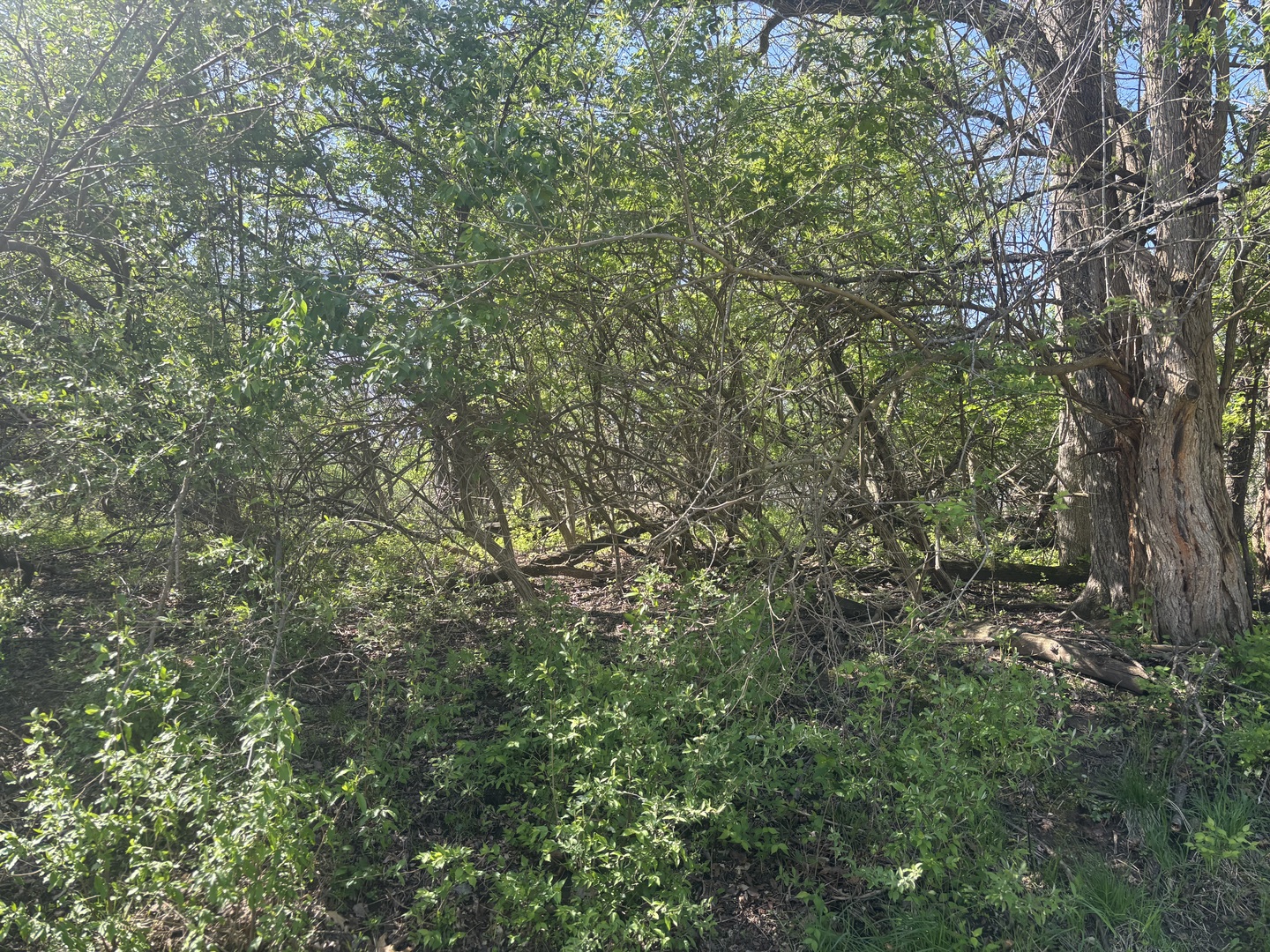 530 Rollingwood Place Property Photo 4