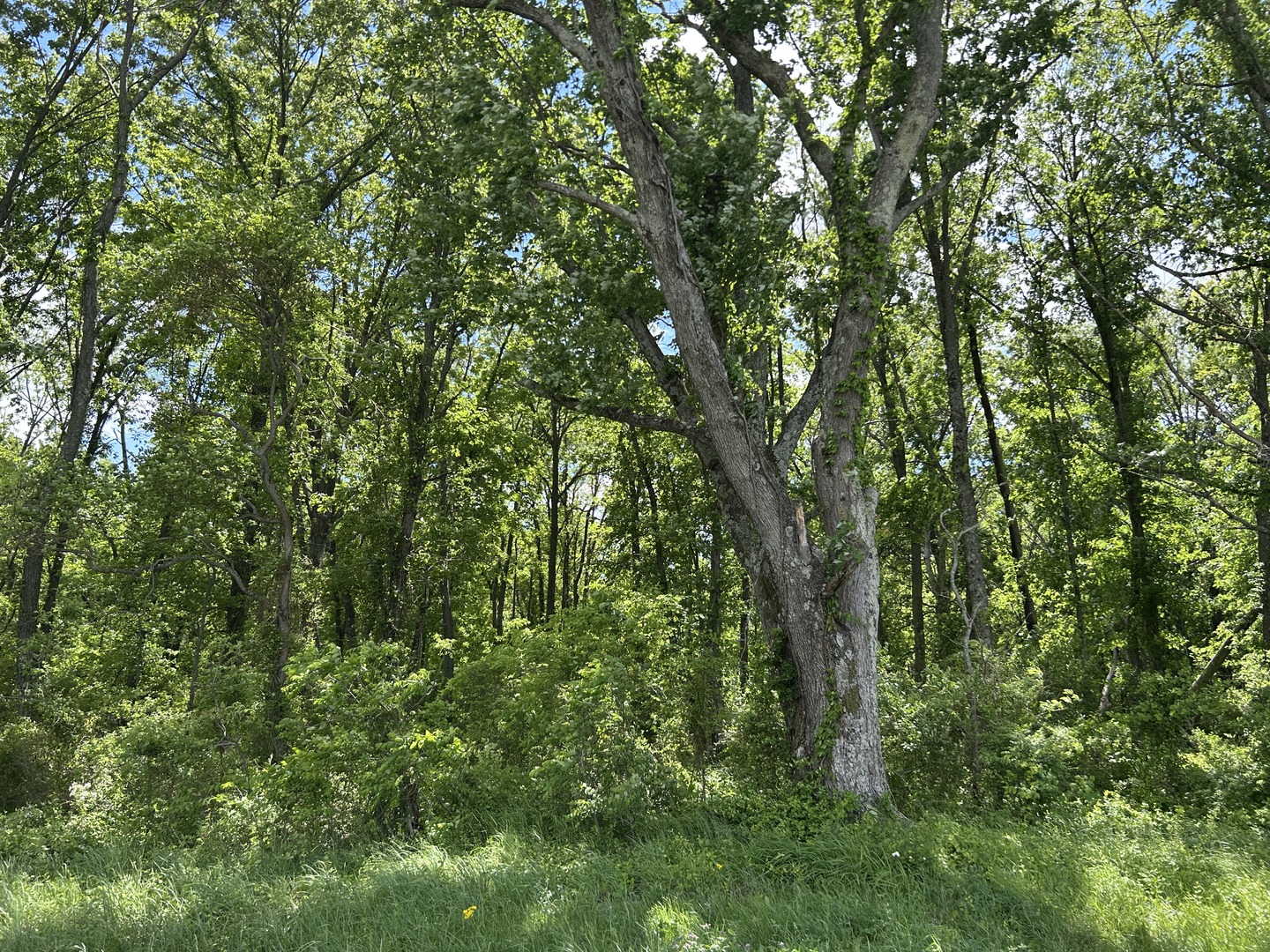 Tbd Akin Blacktop Property Photo 1