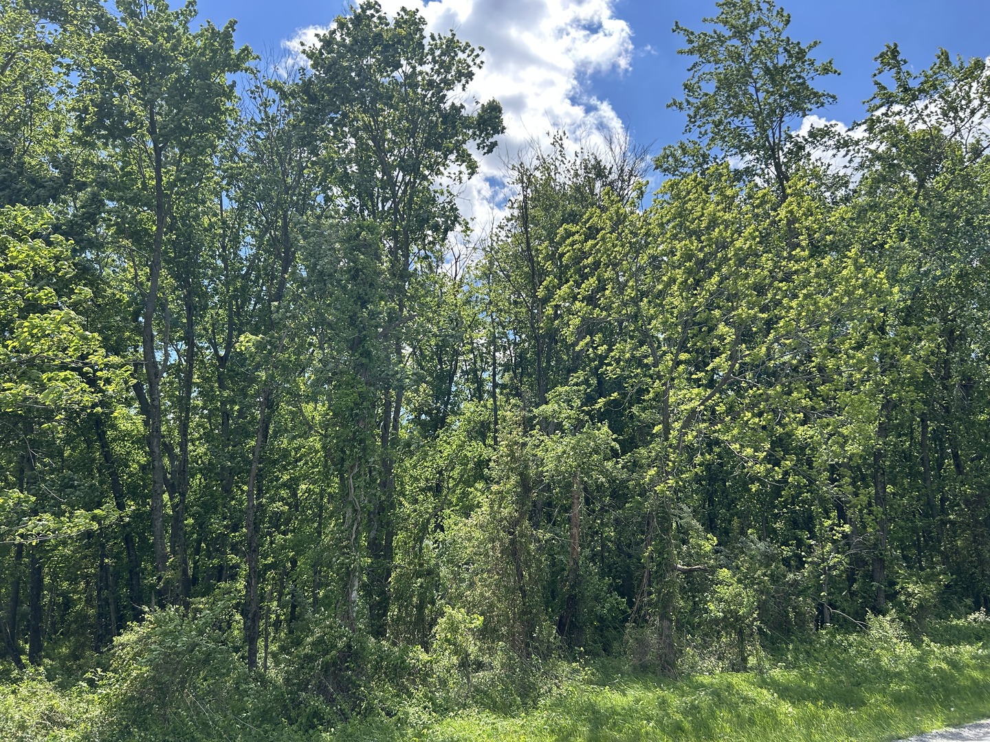 Tbd Akin Blacktop Property Photo 3