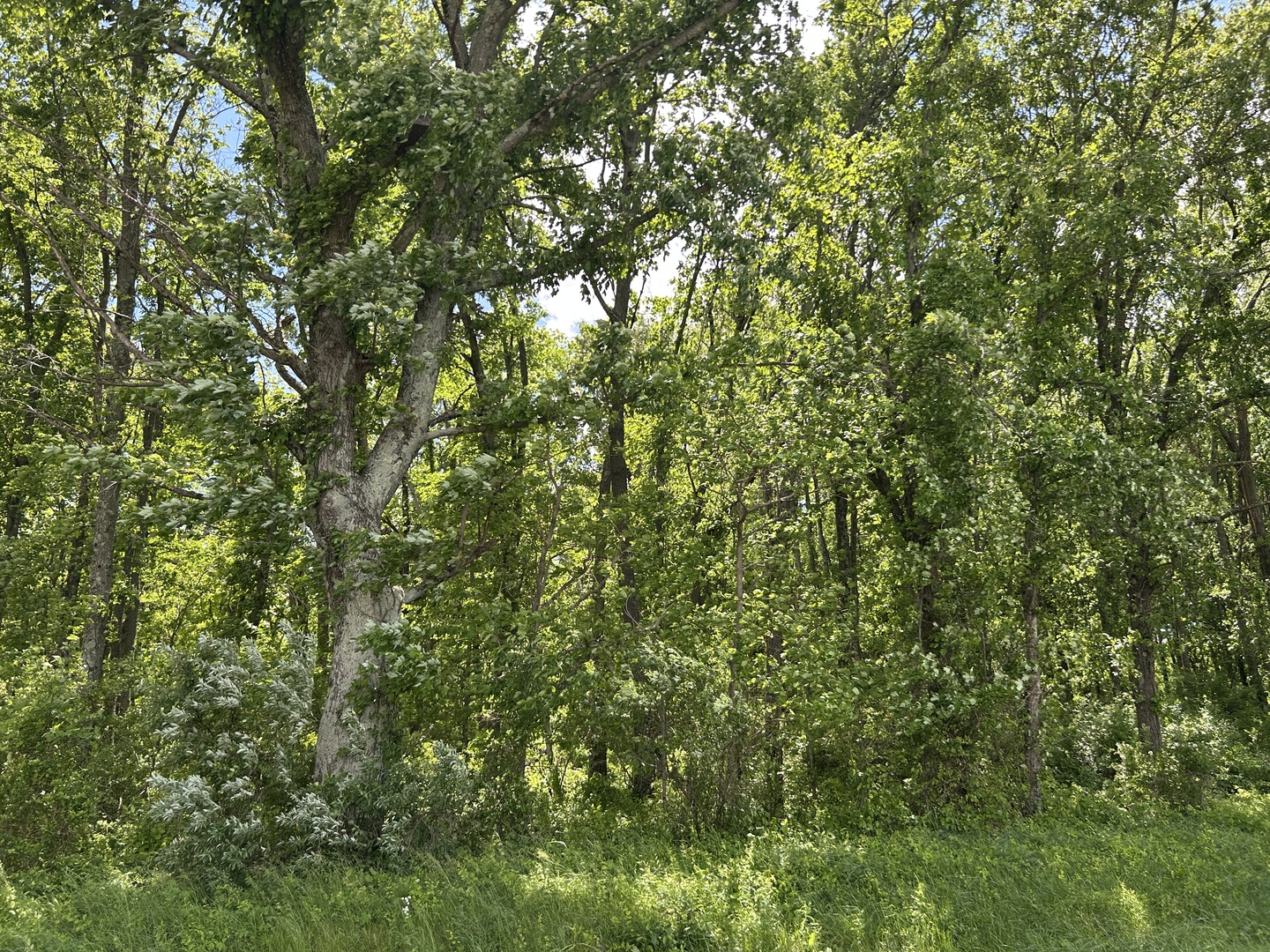 Tbd Akin Blacktop Property Photo 4
