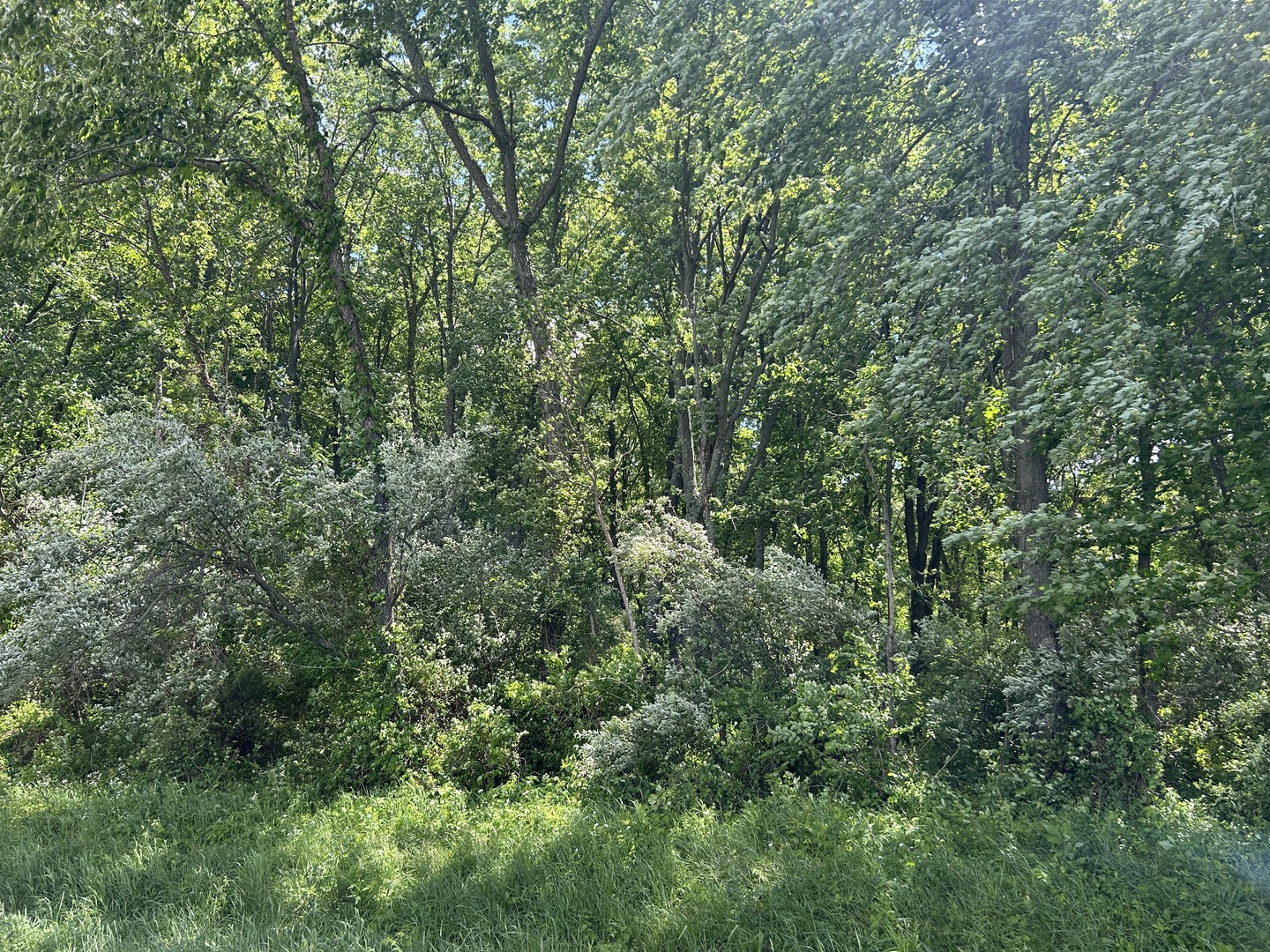 Tbd Akin Blacktop Property Photo 5