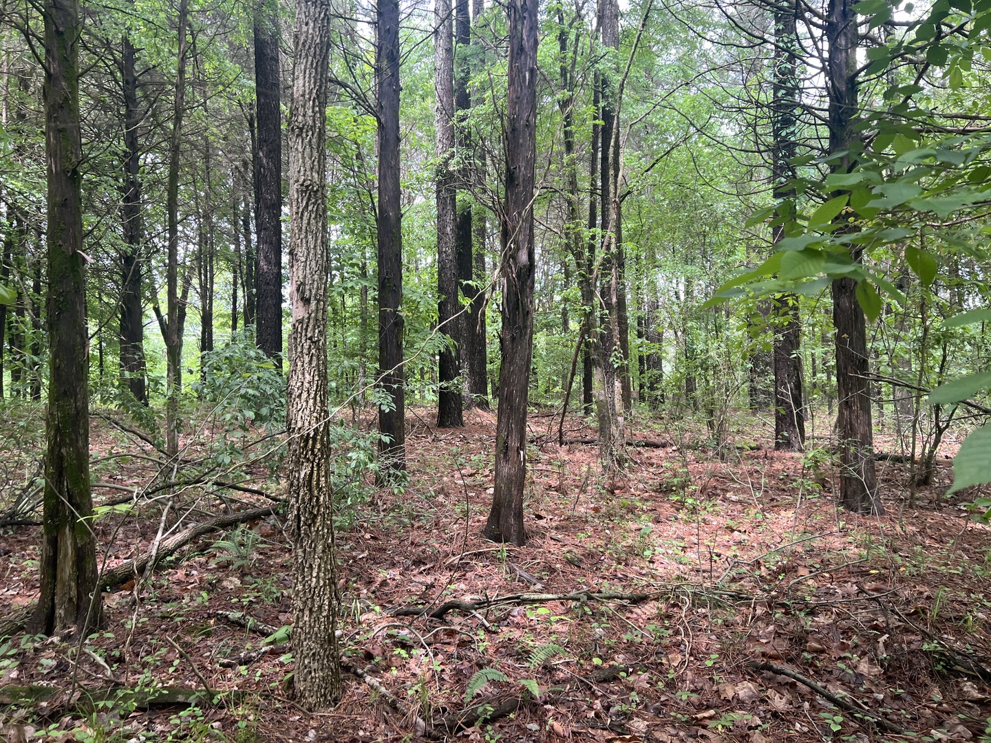 Lot 147 Parrish Ridge Property Photo 13