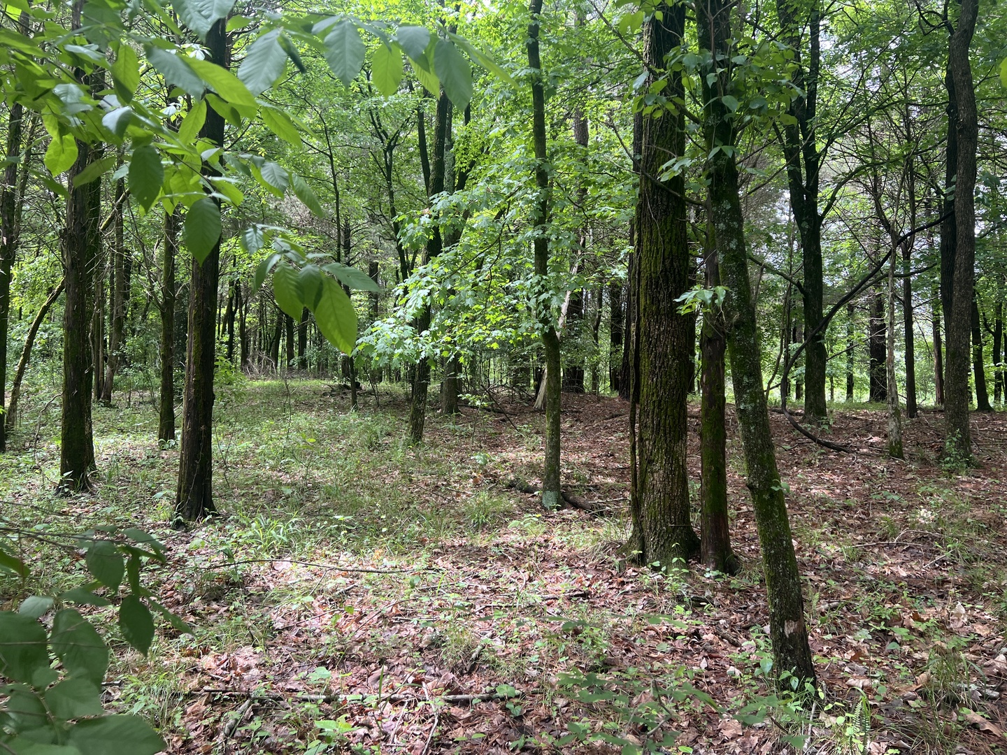 Lot 147 Parrish Ridge Property Photo 14