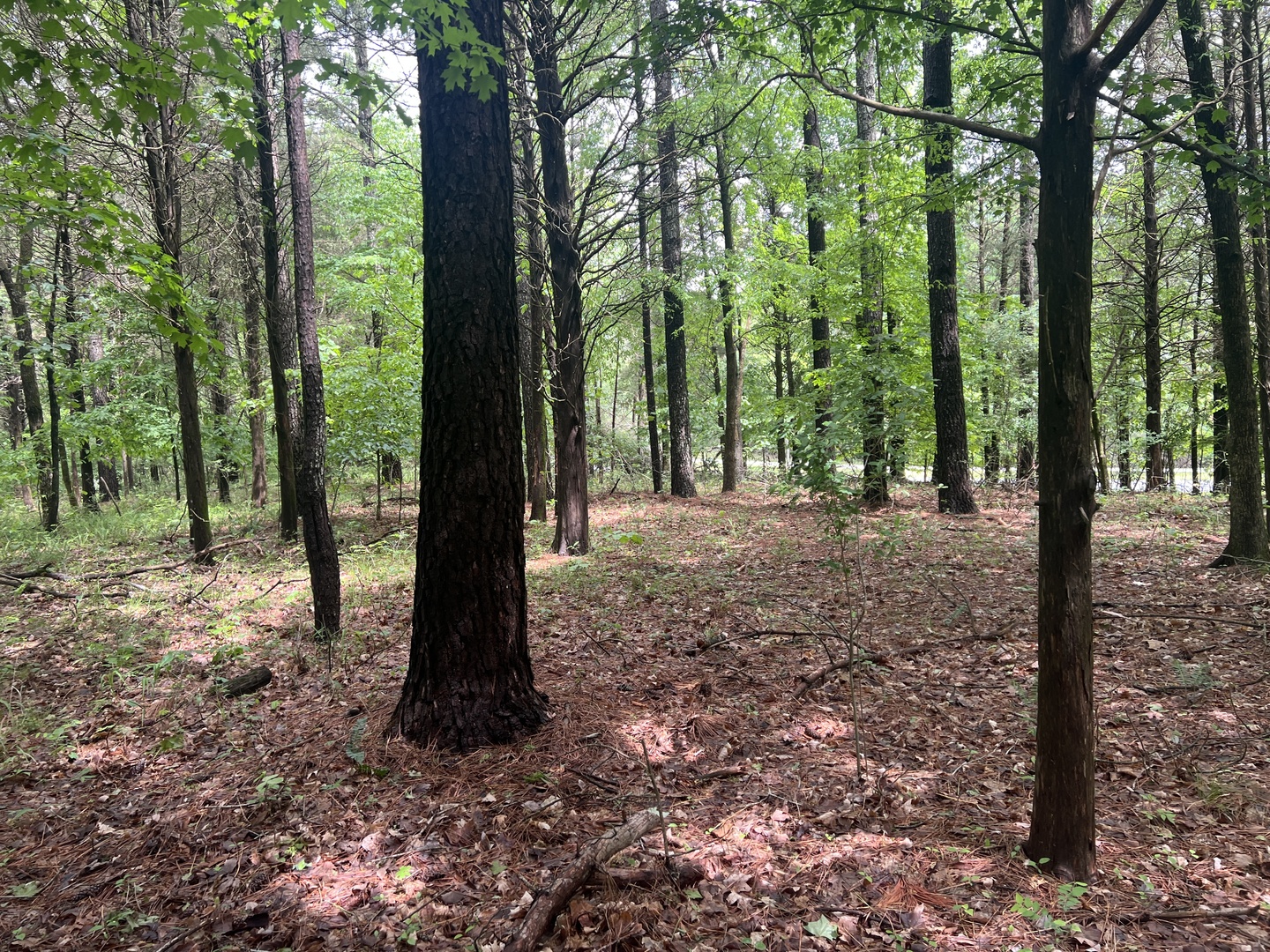 Lot 147 Parrish Ridge Property Photo 17