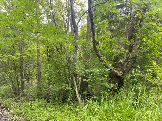 Lot 0 Pine Street Property Photo 6
