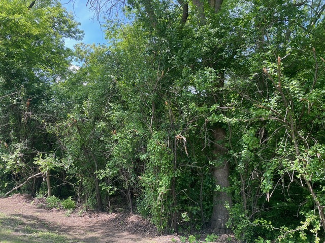 Lot 0 Pine Street Property Photo 8