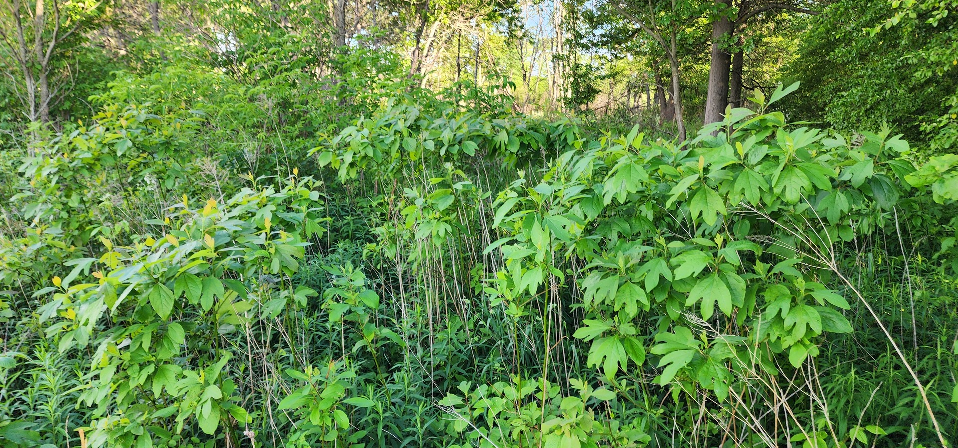 574 Caleb Road Property Photo 13