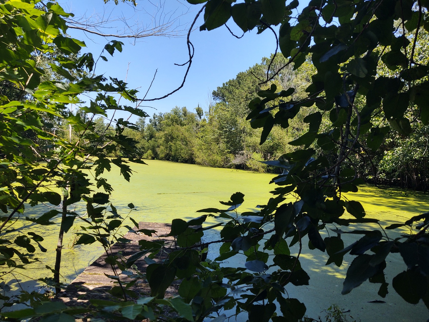 200 Caraway Lane Property Photo 8