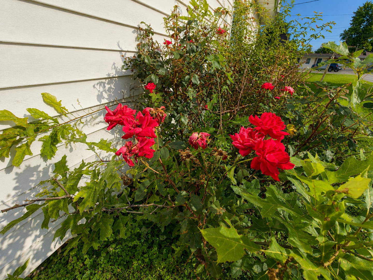 310 Hickory Street Property Photo 51