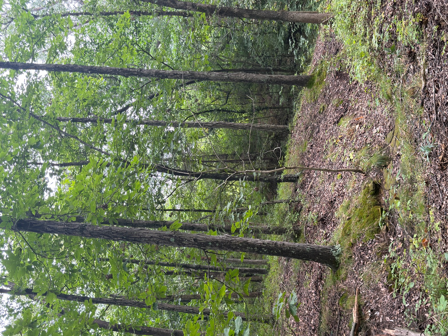 2301 Bundyville Road Property Photo 62