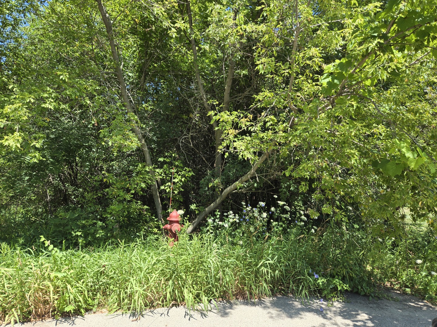 0 Greenview Avenue Property Photo 4