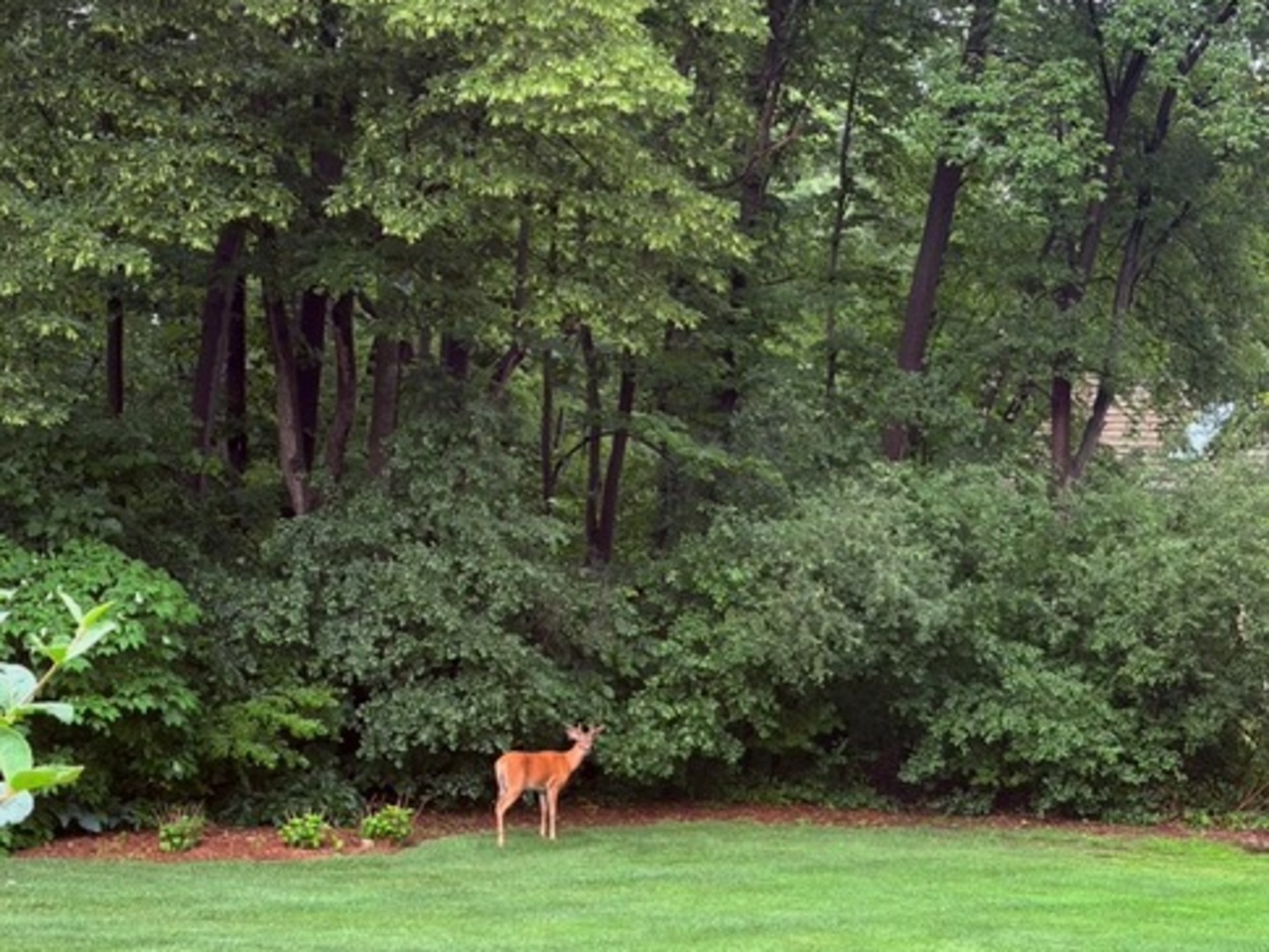 1986 Camphill Circle Property Photo 36