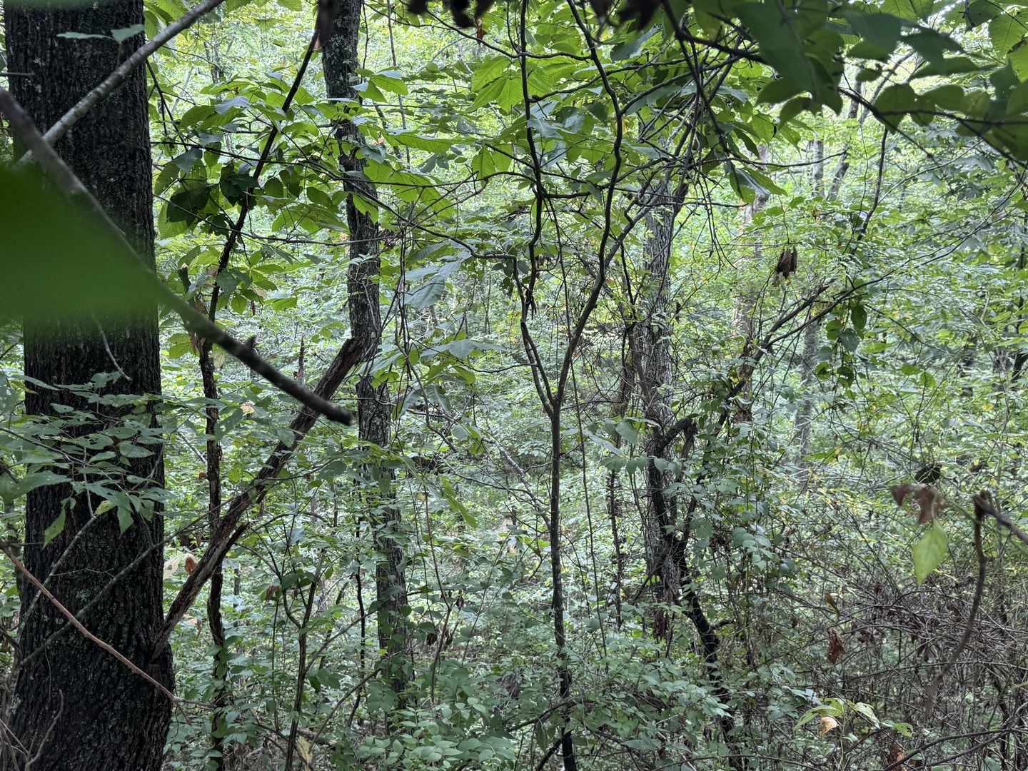 000 Iuka Road Property Photo 17
