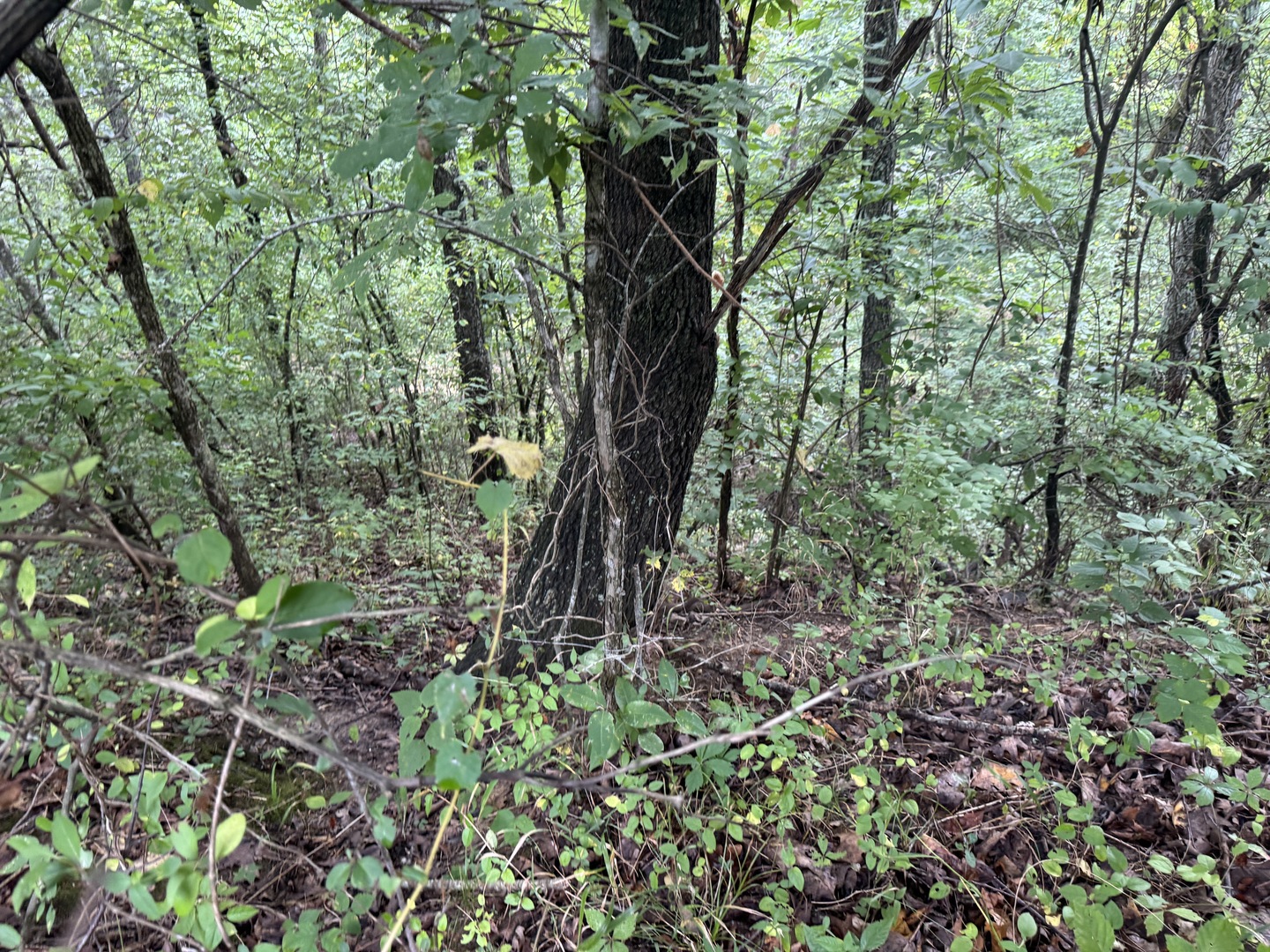 000 Iuka Road Property Photo 18