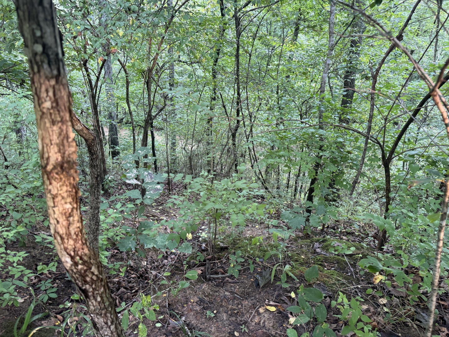 000 Iuka Road Property Photo 19