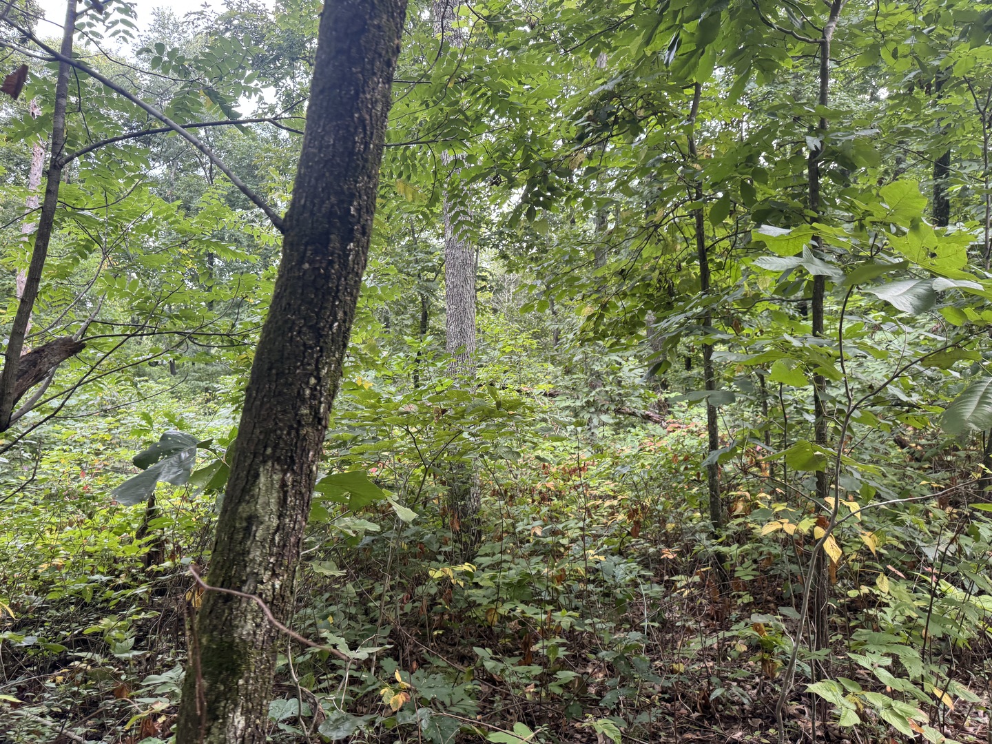 000 Iuka Road Property Photo 23