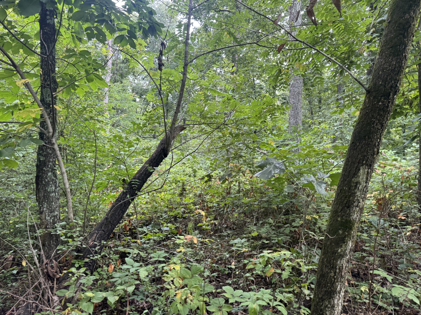 000 Iuka Road Property Photo 24