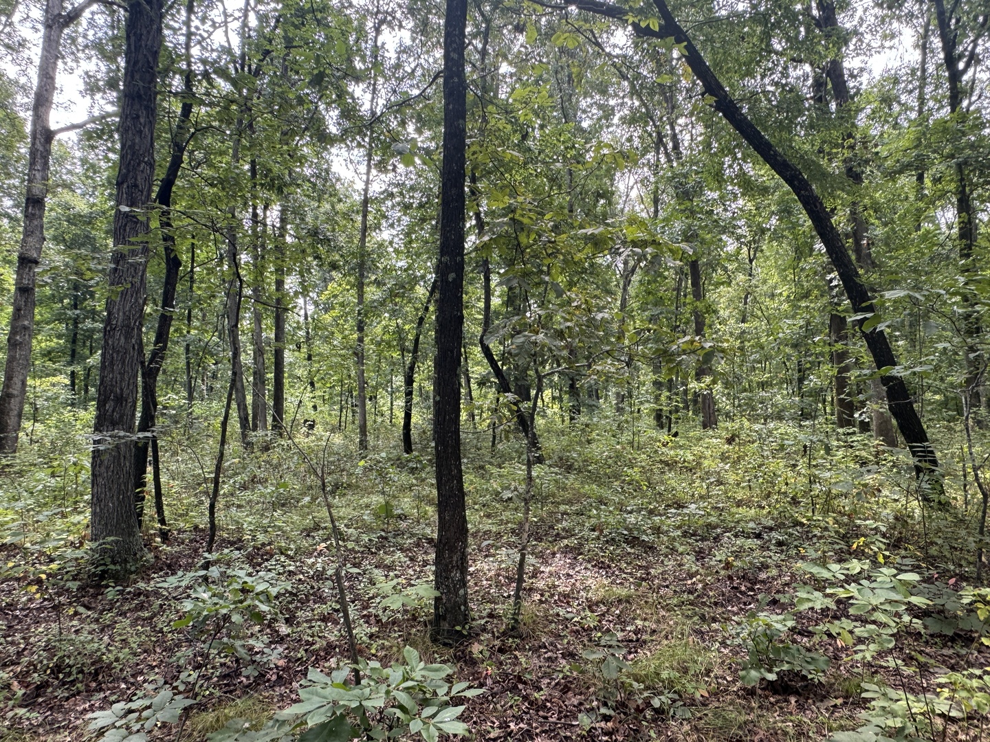 000 Iuka Road Property Photo 30