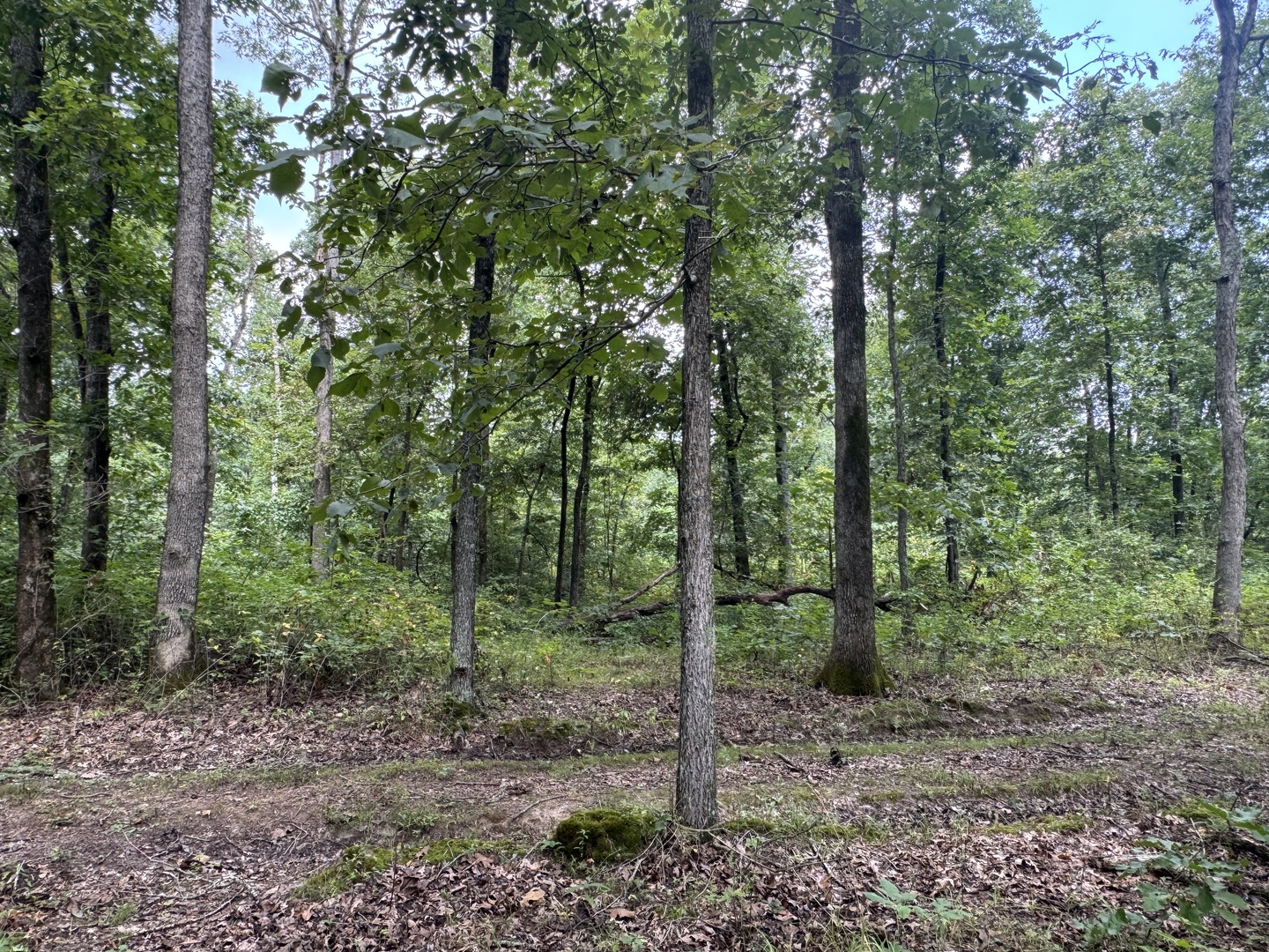 000 Iuka Road Property Photo 33