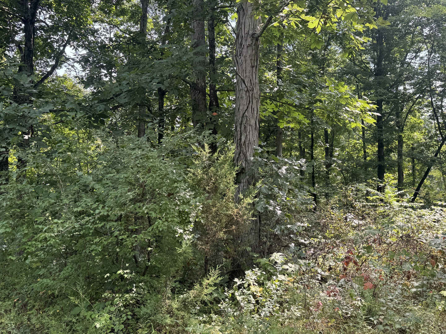 000 Iuka Road Property Photo 37
