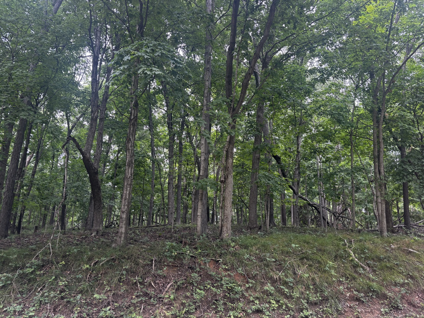 1806 Tanglewood Drive Property Photo 3