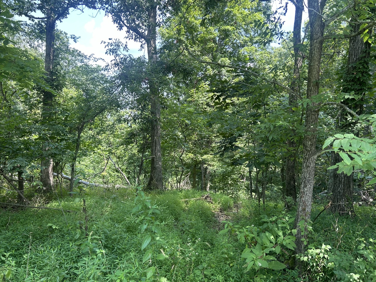 Tbd Bushwack Road Property Photo 2