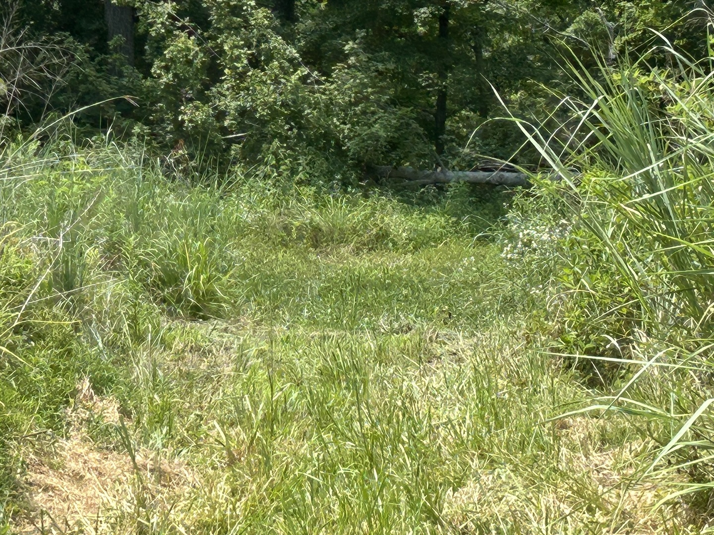 Tbd Bushwack Road Property Photo 3