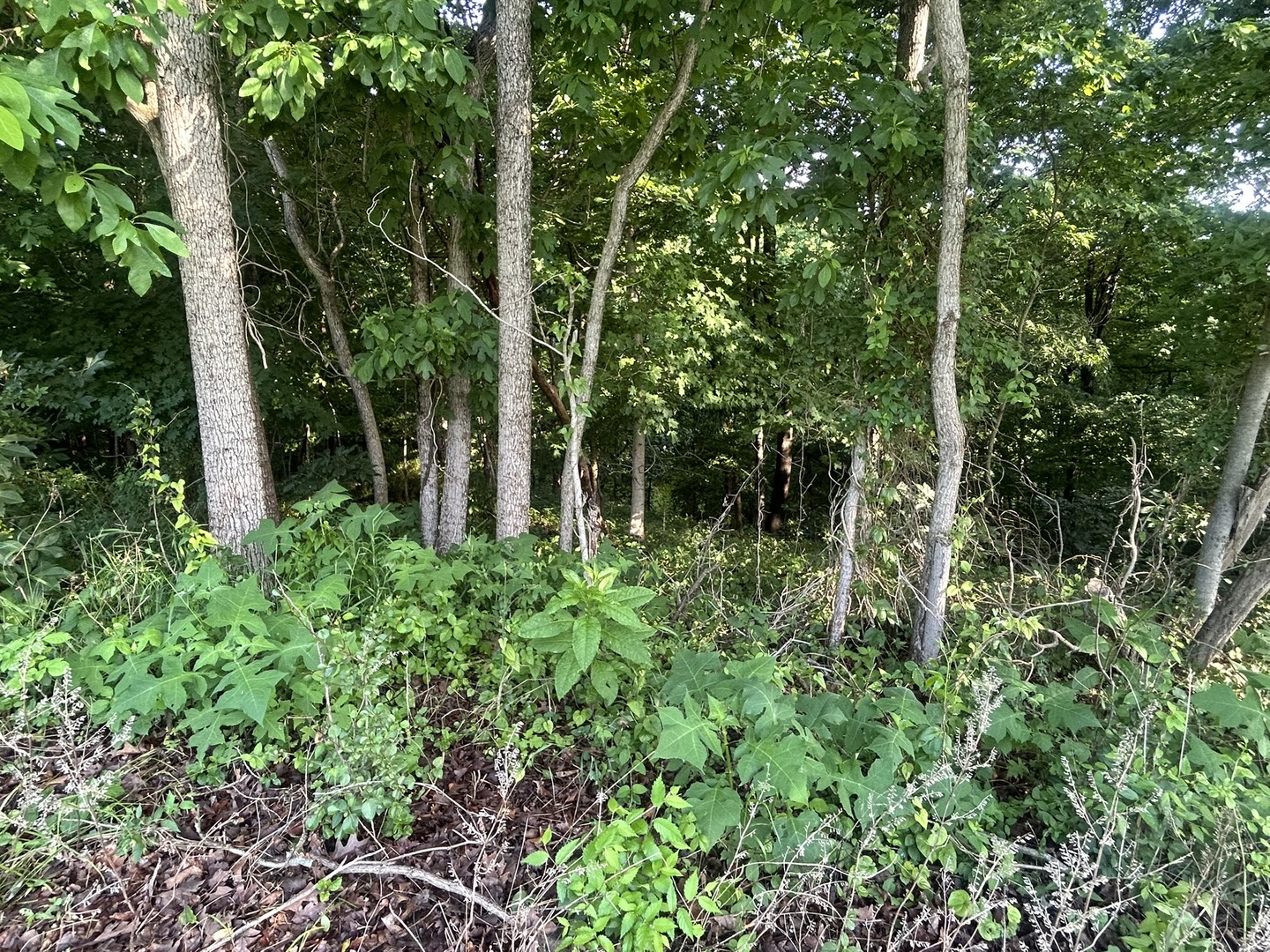 Tbd Bushwack Road Property Photo 4