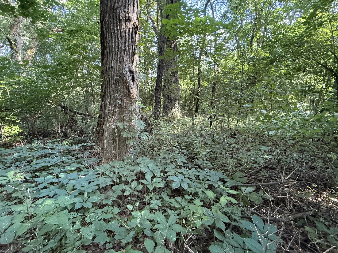 0 Prairie Hill Circle Property Photo 24