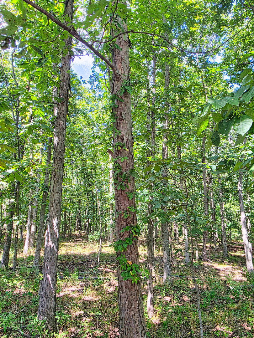 7507 Krutsinger Road Property Photo 91