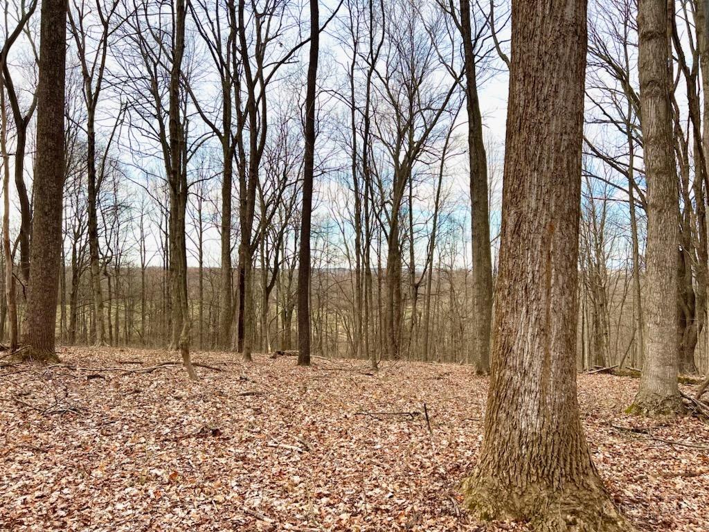 0 Left Fork Rd Property Photo 1