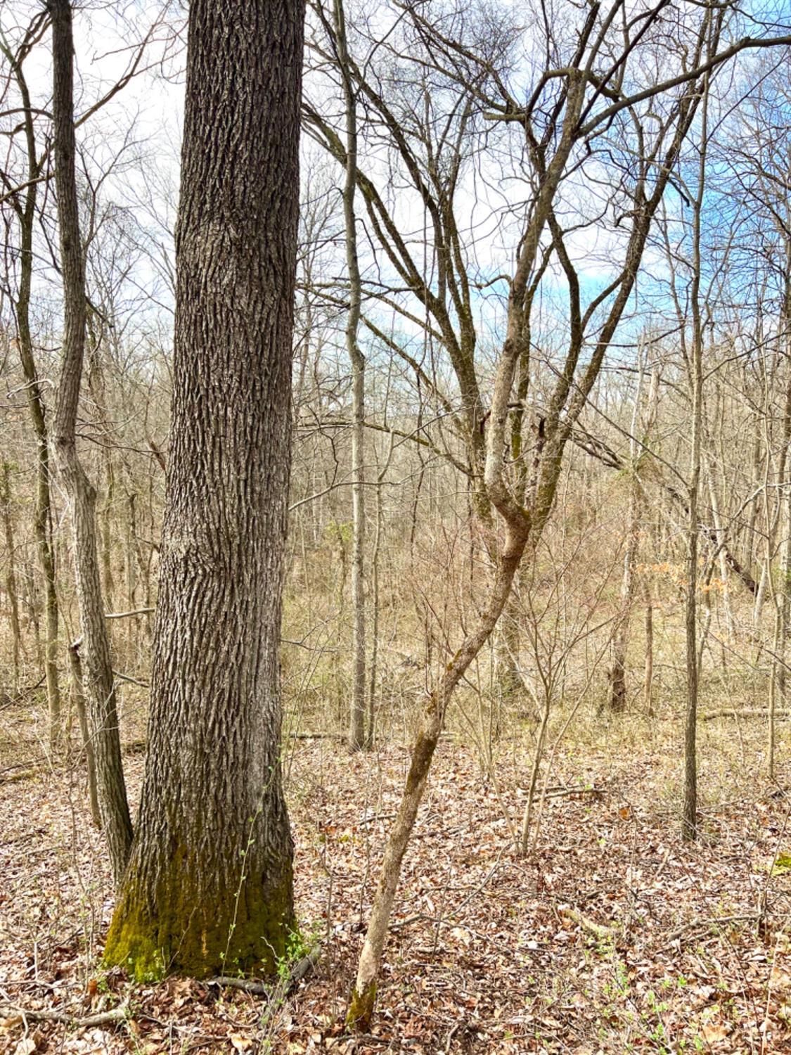 0 Left Fork Rd Property Photo 4