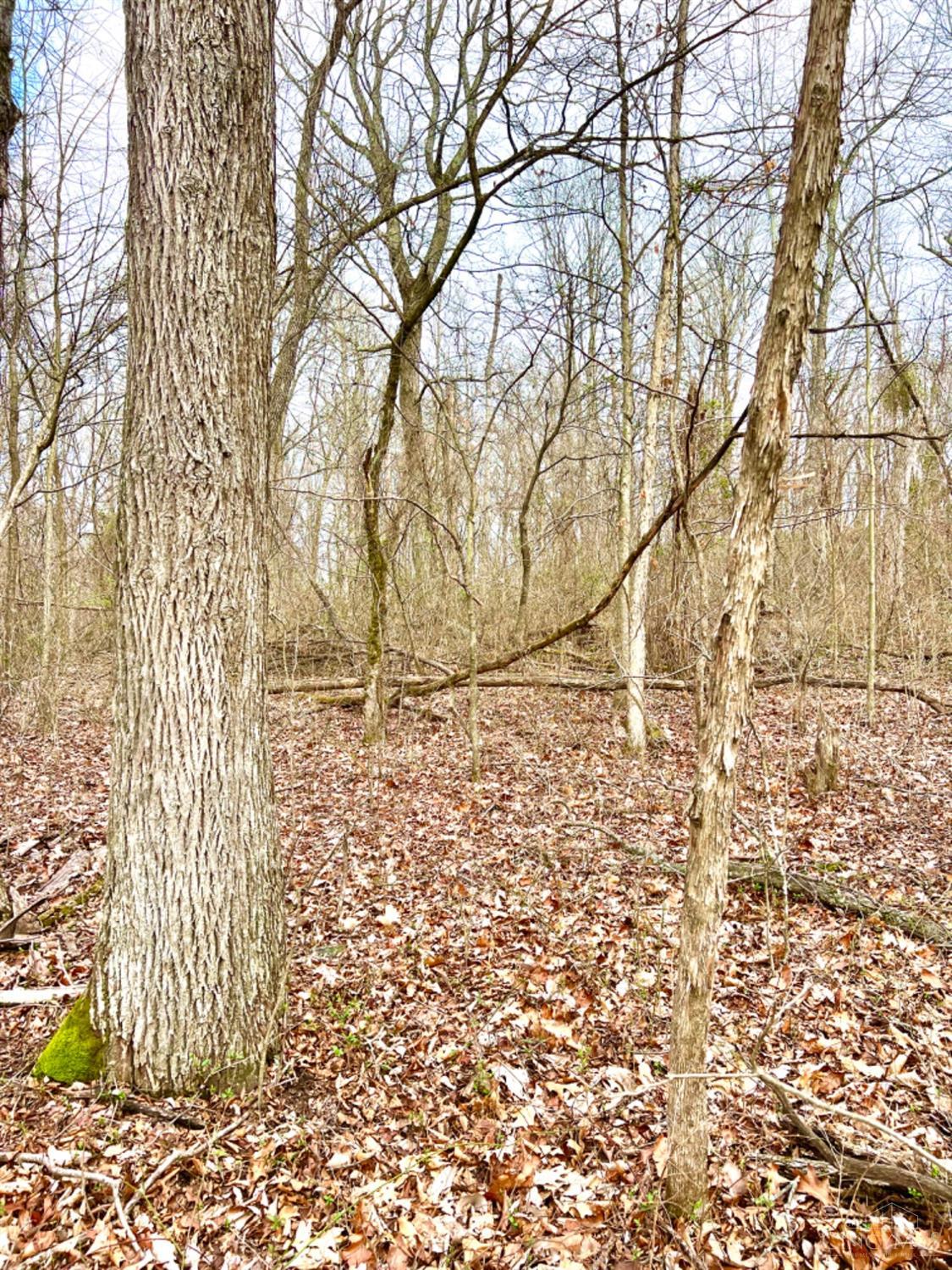 0 Left Fork Rd Property Photo 12