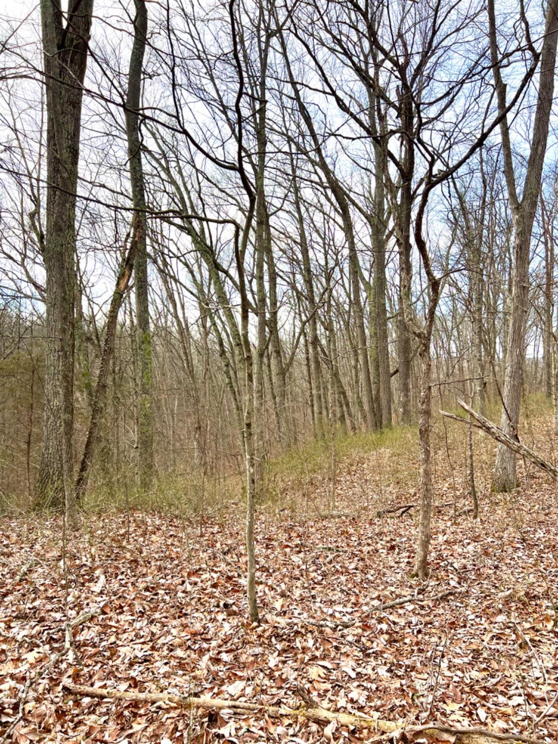 0 Left Fork Rd Property Photo 13