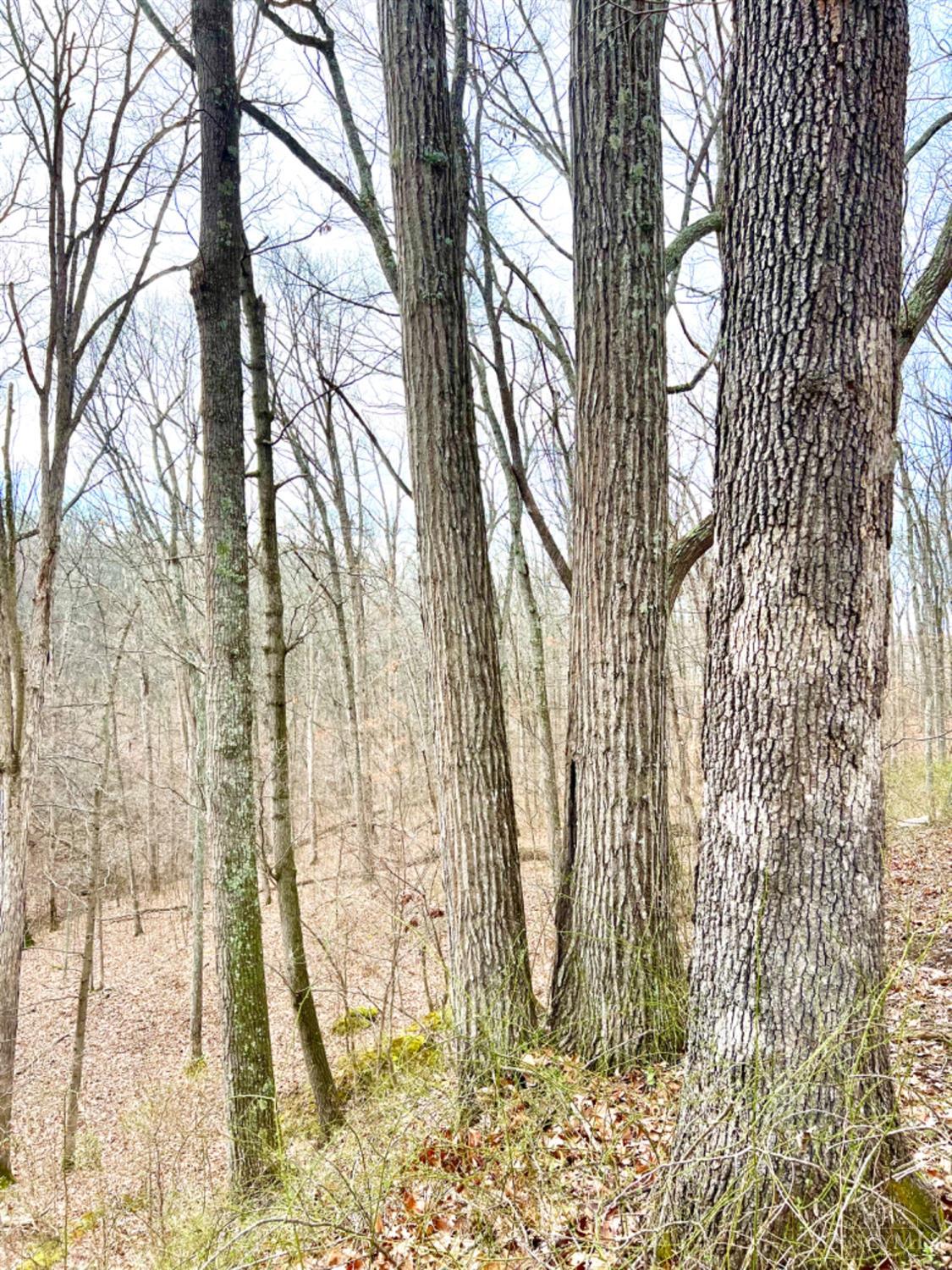 0 Left Fork Rd Property Photo 14