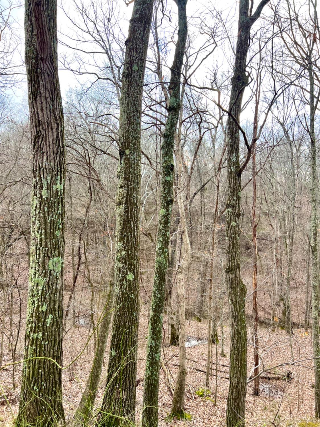 0 Left Fork Rd Property Photo 16